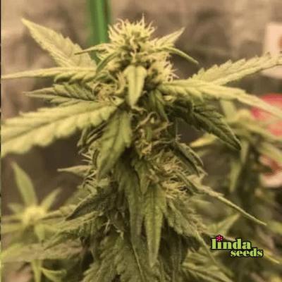 Auto Biscotti semilla > Linda Seeds | Semillas de marihuana autoflorecientes  |  Índica