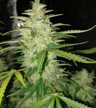 Auto Biscotti > Linda Seeds | Autoflowering Cannabis   |  Indica