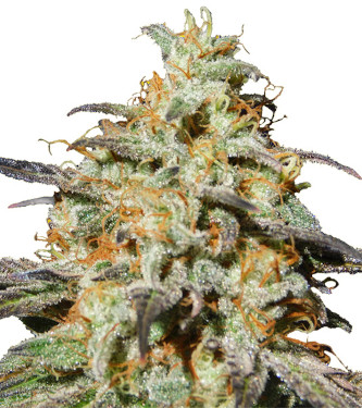 Auto Biscotti > Original Sensible Seeds | Autoflowering Hanfsamen  |  Indica