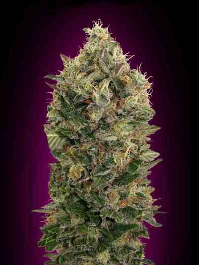 Auto Black Diesel > Advanced Seeds | Autoflowering Cannabis   |  Hybrid