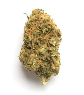 Auto Black Domina > Graines en Gros | Graines Autofloraison  |  Indica