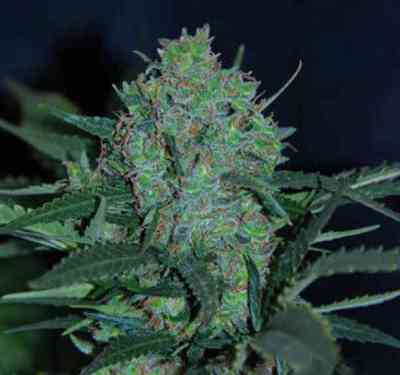 Auto Black JH > Original Sensible Seeds | Autoflowering Cannabis   |  Hybrid