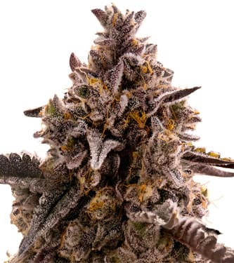 Auto Black Orchid > Original Sensible Seeds | Graines Autofloraison  |  Indica