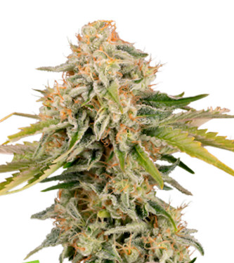 Auto Black Rainbow > Seed Stockers | Graines Autofloraison  |  Indica