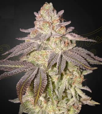 Auto Black Toffee > Green House Seed Company | Autoflowering Cannabis   |  Indica