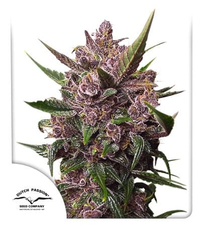 Auto Blackberry Kush > Dutch Passion | Semillas autoflorecientes  |  Índica