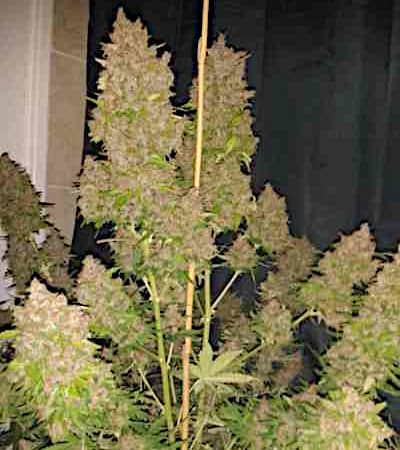 Auto Blackberry Kush > Dutch Passion | Autoflowering Cannabis   |  Indica