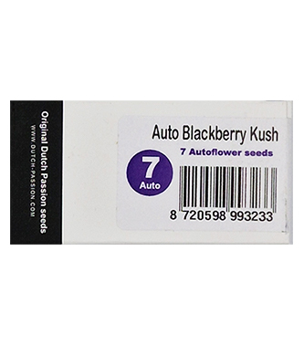 Auto Blackberry Kush > Dutch Passion | Autoflowering Hanfsamen  |  Indica