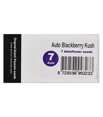 Auto Blackberry Kush > Dutch Passion | Autoflowering Cannabis   |  Indica