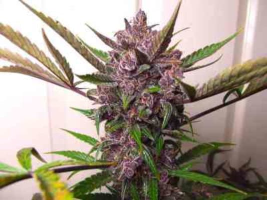Auto Blackberry Kush > Dutch Passion | Autoflowering Cannabis   |  Indica