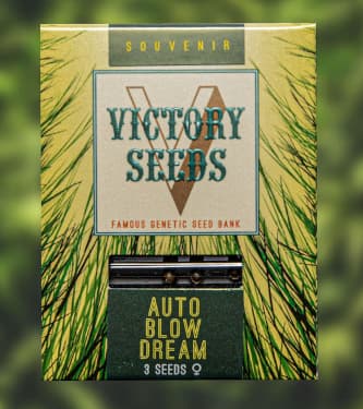 Auto Blow Dream > Victory Seeds | Autoflowering Hanfsamen  |  Hybrid