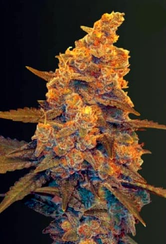 Auto Blow Dream > Victory Seeds | Semillas autoflorecientes  |  Híbrido