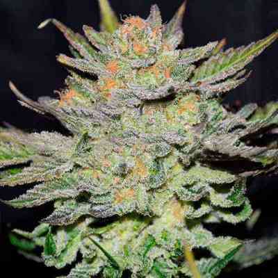 Blue Ace Auto CBD > Delicious Seeds | Graines Autofloraison  |  Indica