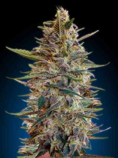 Automatic Collection #2 > Advanced Seeds | Autoflowering Cannabis   |  Hybrid