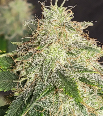 Auto Blue Dream > 00 Seeds Bank | Semillas autoflorecientes  |  Sativa