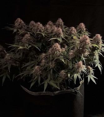 Auto Blue Dream > 00 Seeds Bank | Semillas autoflorecientes  |  Sativa