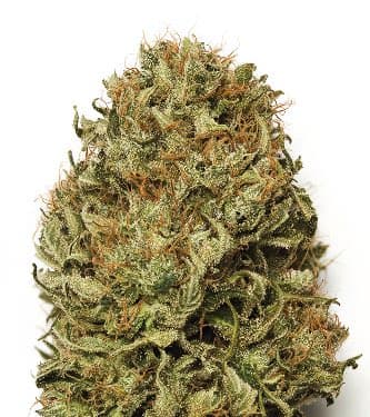 Auto Blue Dream > Semillas a Granel | Semillas autoflorecientes  |  Sativa