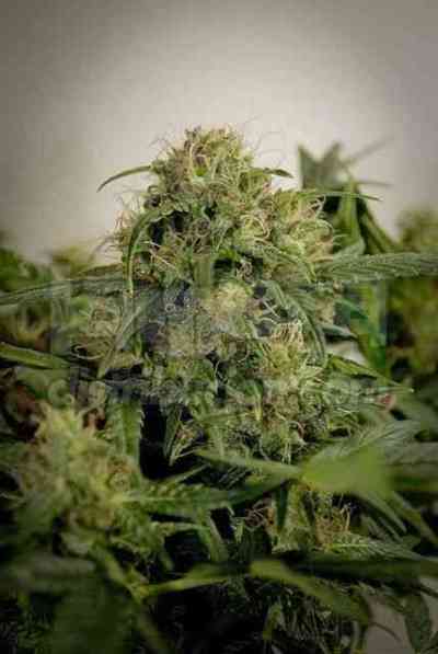 Auto Blue Himalaya Samen > Short Stuff Seeds | Autoflowering Hanfsamen  |  Indica