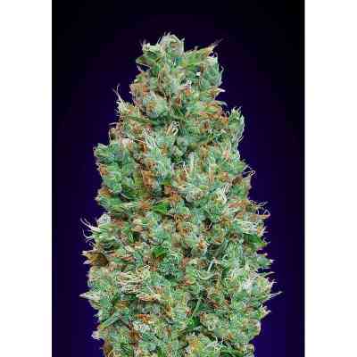 Auto Blueberry Seed > 00 Seeds Bank | Autoflowering Cannabis   |  Indica