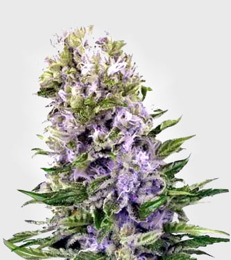 Auto Blueberry 420 > Bulldog Seeds | Graines Autofloraison  |  Indica