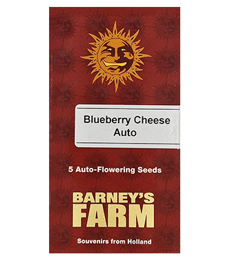 Blueberry Cheese Auto > Barney\'s Farm | Autoflowering Hanfsamen  |  Indica