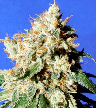 Auto Blueberry Cookies > Original Sensible Seeds | Semillas autoflorecientes  |  Híbrido