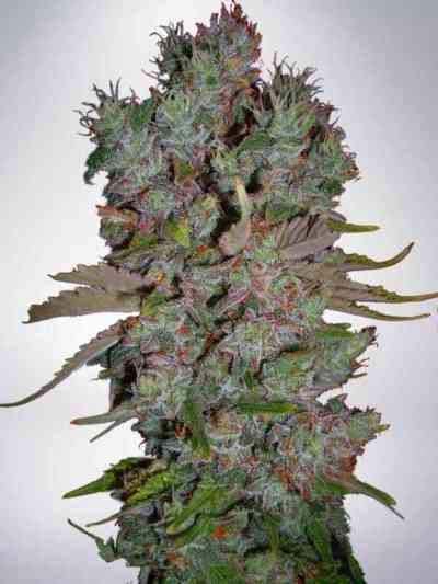 Auto Blueberry Domina Seed > Ministry Of Cannabis | Autoflowering Cannabis   |  Indica