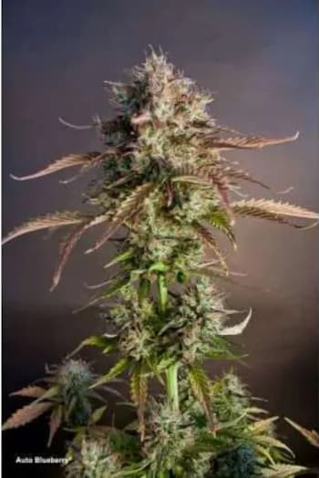 Auto Blueberry > Dutch Passion | Graines Autofloraison  |  Indica