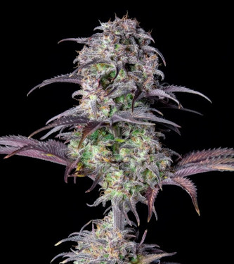 Blueberry Auto > Fast Buds Company | Graines Autofloraison  |  Indica