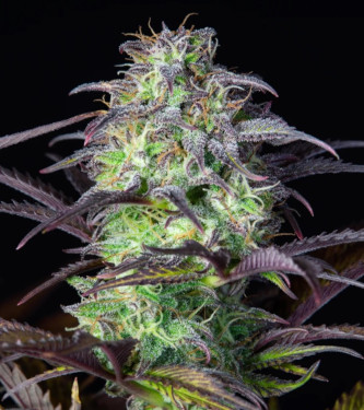 Blueberry Auto > Fast Buds Company | Graines Autofloraison  |  Indica