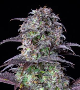 Blueberry Auto > Fast Buds Company | Autoflowering Cannabis   |  Indica