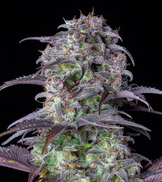 Blueberry Auto > Fast Buds Company | Autoflowering Hanfsamen  |  Indica