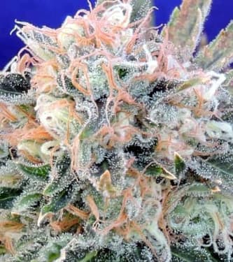 Auto Blueberry Ghost OG > Original Sensible Seeds | Autoflowering Cannabis   |  Hybrid