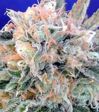 Auto Blueberry Ghost OG > Original Sensible Seeds | Autoflowering Hanfsamen  |  Hybrid