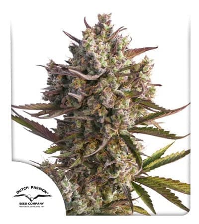 Auto Blueberry > Dutch Passion | Semillas autoflorecientes  |  Índica