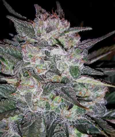 Auto Blues > Mephisto Genetics | Autoflowering Cannabis   |  Hybrid