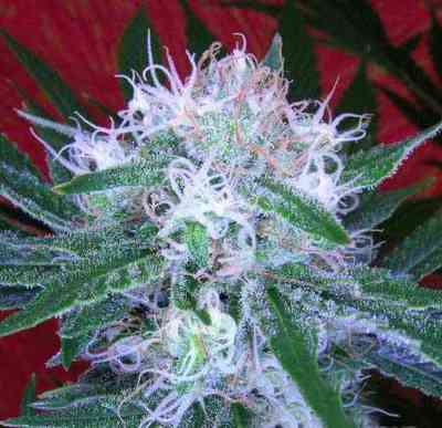 Auto Bomb > Bomb Seeds | Graines Autofloraison  |  Hybride