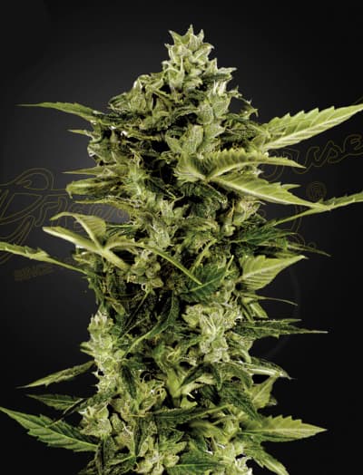 Auto-Bomb > Green House Seed Company | Autoflowering Cannabis   |  Indica