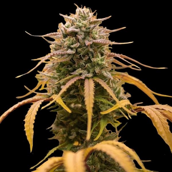 Auto Bonkers > Empire Seeds | Autoflowering Cannabis   |  Hybrid