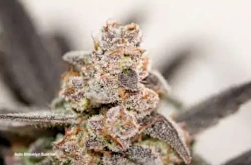 Auto Brooklyn Sunrise > Dutch Passion | Graines Autofloraison  |  Hybride