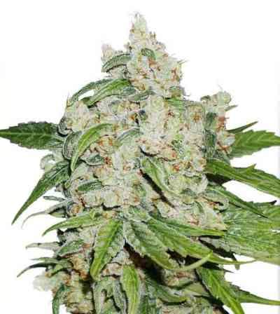 Auto Brooklyn Sunrise > Dutch Passion | Graines Autofloraison  |  Hybride