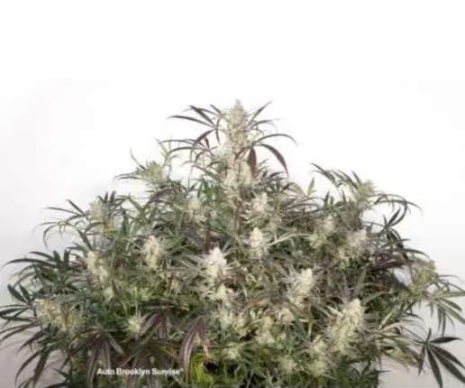 Auto Brooklyn Sunrise > Dutch Passion | Graines Autofloraison  |  Hybride