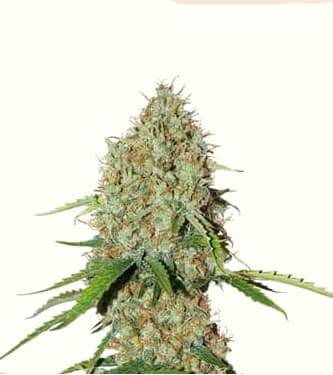 Auto Brooklyn Sunrise > Dutch Passion | Autoflowering Hanfsamen  |  Hybrid