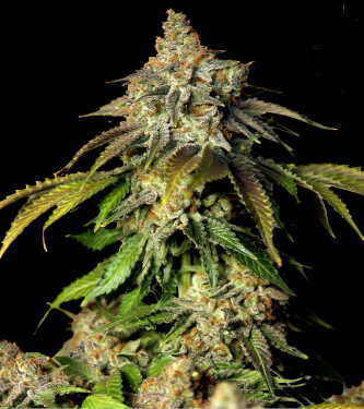 Auto Bruce Banner #5 > Bulk Seed Bank | Semillas autoflorecientes  |  Sativa