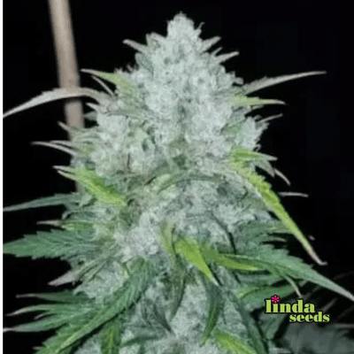 Auto Bruce Banner Seed > Linda Seeds | Cannabis seeds recommendations  |  Cheap Cannabis