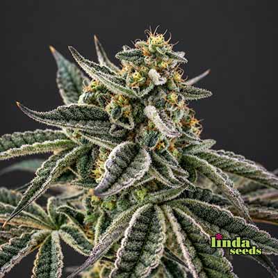 Auto Bruce Banner Seed > Linda Seeds | Cannabis seeds recommendations  |  Cheap Cannabis