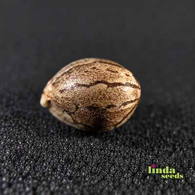 Auto Bruce Banner Seed > Linda Seeds | Cannabis seeds recommendations  |  Cheap Cannabis