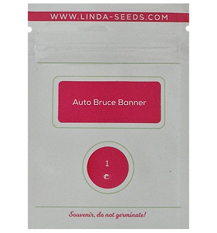 Auto Bruce Banner > Linda Seeds | Hanfsamen Empfehlungen  |  Günstige Hanfsamen