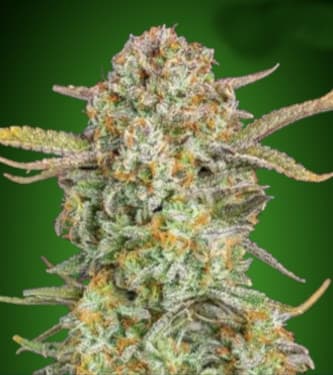 Auto Bruce Banner XXL > Advanced Seeds | Autoflowering Cannabis   |  Sativa