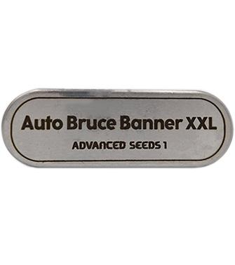 Auto Bruce Banner XXL > Advanced Seeds | Autoflowering Hanfsamen  |  Sativa